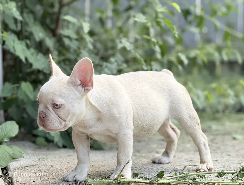 JK – French Bulldog puppy for sale in Ohio City, OH