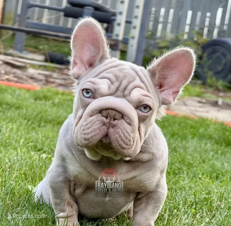 Pink Montana  – French Bulldog puppy for sale in Ohio City, OH