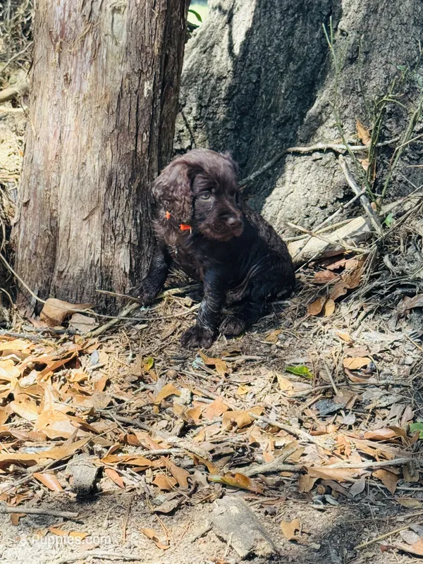 Hunting Buddy Orange – Boykin Spaniel puppy for sale in Townville, SC