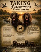 Hunting Buddy Yellow, a male Boykin Spaniel for sale in Townville, SC – 2 of 4