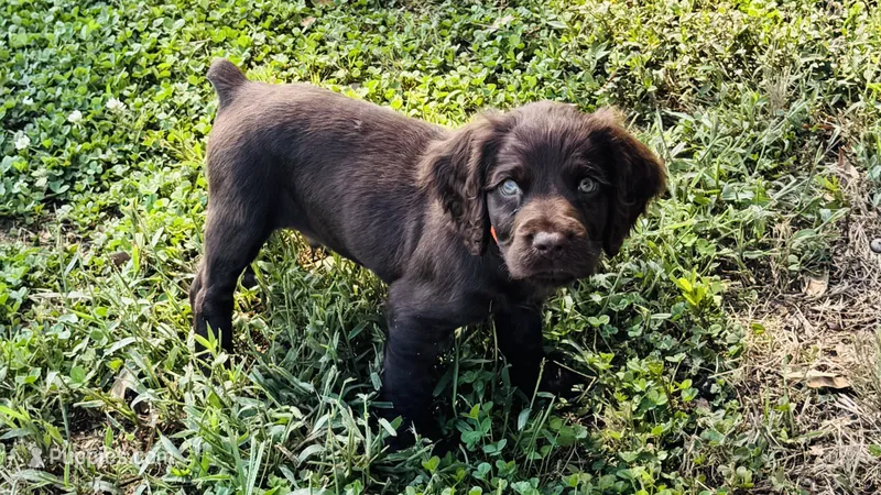 Hunting Buddy Orange – Boykin Spaniel puppy for sale in Townville, SC