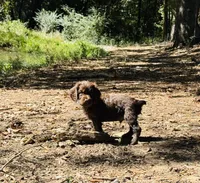 Hunting Buddy Gray, a male Boykin Spaniel for sale in Townville, SC – 1 of 4