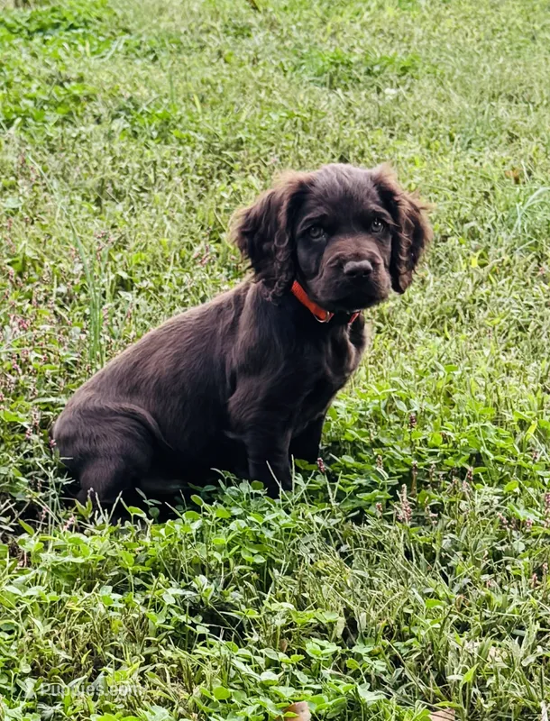 Hunting Buddy Orange – Boykin Spaniel puppy for sale in Townville, SC