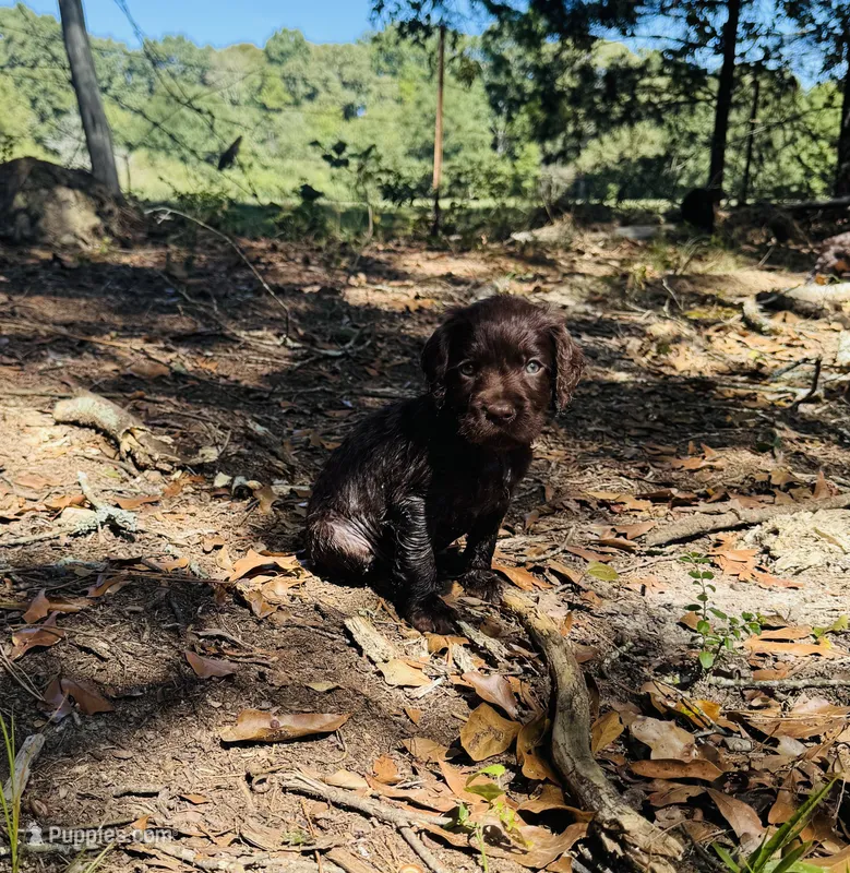 Hunting Buddy Yellow – Boykin Spaniel puppy for sale in Townville, SC