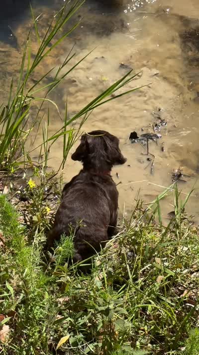 Hunting Buddy Orange, a male Boykin Spaniel for sale in Townville, SC – 3 of 4