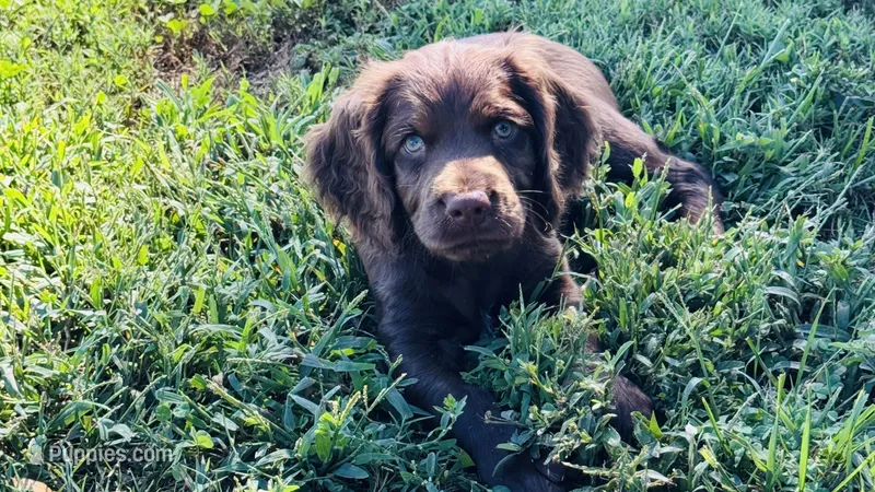 Hunting Buddy Gray – Boykin Spaniel puppy for sale in Townville, SC