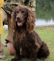 Hunting Buddy Yellow, a male Boykin Spaniel for sale in Townville, SC – 3 of 4