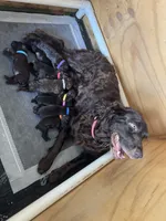 Hunting Buddy Gray, a male Boykin Spaniel for sale in Townville, SC – 4 of 4