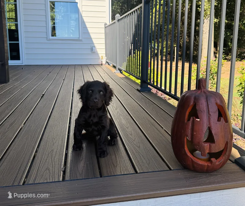 Hunting Buddy Orange – Boykin Spaniel puppy for sale in Townville, SC