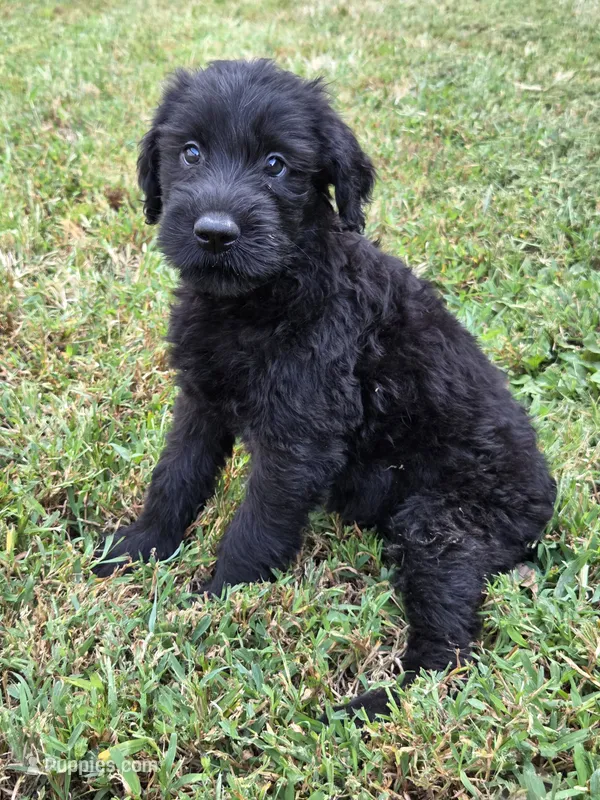 Daisy – Giant Schnauzer puppy for sale in Anderson, MO