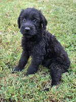 Daisy, a female Giant Schnauzer for sale in Anderson, MO – 1 of 3