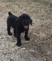 Woody, a male Giant Schnauzer for sale in Anderson, MO – 3 of 3