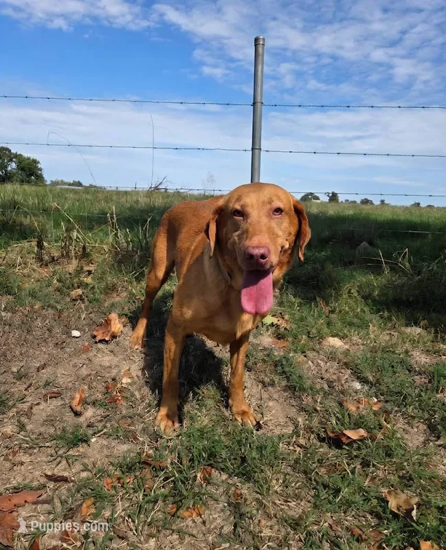 Reddy – Labrador Retriever puppy for sale in Anderson, MO