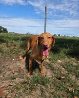 Reddy, a male Labrador Retriever for sale in Anderson, MO – 1 of 1