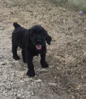 Woody, a male Giant Schnauzer for sale in Anderson, MO – 2 of 3