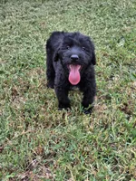 Lilly, a female Giant Schnauzer for sale in Anderson, MO – 3 of 3