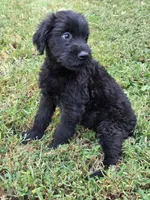 Daisy, a female Giant Schnauzer for sale in Anderson, MO – 3 of 3