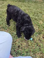 Lilly, a female Giant Schnauzer for sale in Anderson, MO – 2 of 3