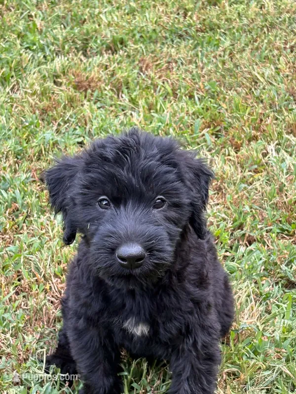 Lilly – Giant Schnauzer puppy for sale in Anderson, MO