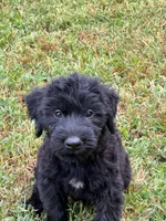 Lilly, a female Giant Schnauzer for sale in Anderson, MO – 1 of 3