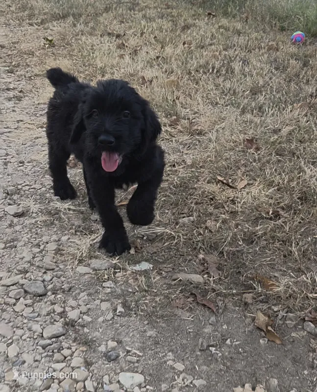 Woody – Giant Schnauzer puppy for sale in Anderson, MO