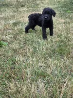 Daisy, a female Giant Schnauzer for sale in Anderson, MO – 2 of 3