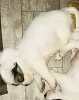 Lady easter, a female Jack Russell Terrier and Shih Tzu for sale in Midway, GA – 2 of 4