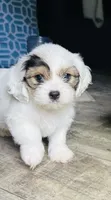 Lady easter, a female Jack Russell Terrier and Shih Tzu for sale in Midway, GA – 1 of 4