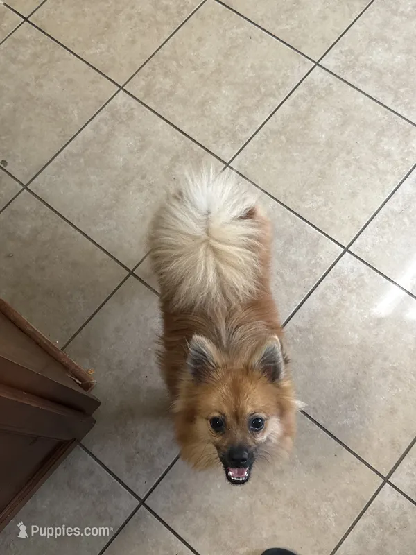 Tiny – Pomeranian puppy for sale in Columbus, GA