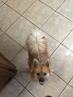 Tiny, a female Pomeranian for sale in Columbus, GA – 1 of 3