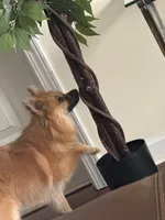 Tiny, a female Pomeranian for sale in Columbus, GA – 2 of 3