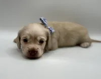 Singleton AKC, a male Miniature Dachshund for sale in Bartlesville, OK – 2 of 6