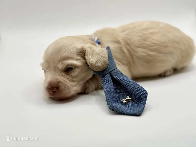 Singleton AKC – Miniature Dachshund puppy for sale in Bartlesville, OK