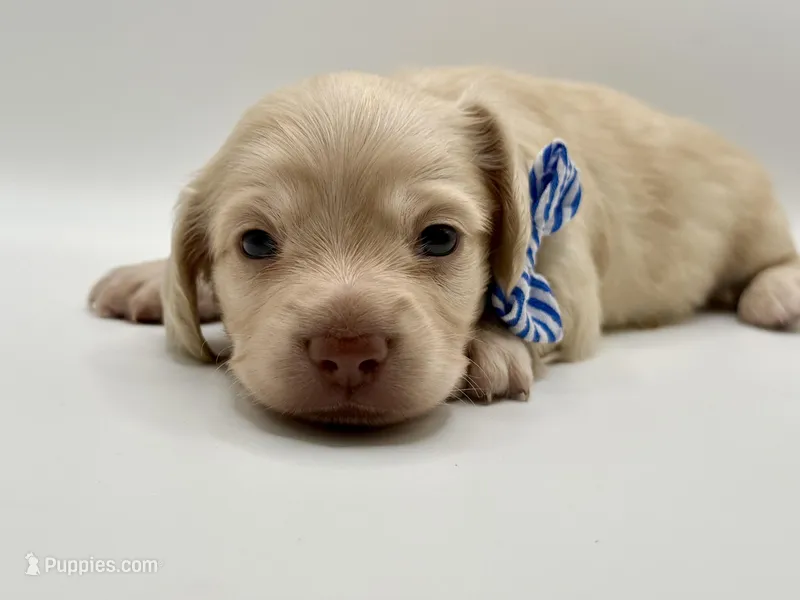 Singleton AKC – Miniature Dachshund puppy on hold in Bartlesville, OK