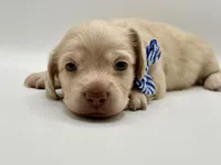 Singleton AKC, a male Miniature Dachshund for sale in Bartlesville, OK – 1 of 6