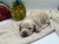 Singleton AKC, a male Miniature Dachshund for sale in Bartlesville, OK – Photo 2 of 3