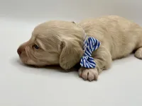 Singleton AKC, a male Miniature Dachshund for sale in Bartlesville, OK – 3 of 6