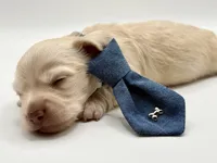 Singleton AKC, a male Miniature Dachshund for sale in Bartlesville, OK – Photo 3 of 3