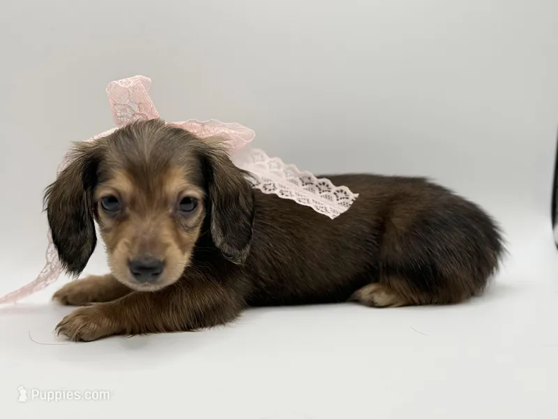 Lady Yellow AKC – Miniature Dachshund puppy for sale in Bartlesville, OK