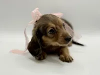 Lady Yellow AKC, a female Miniature Dachshund for sale in Bartlesville, OK – Photo 3 of 6