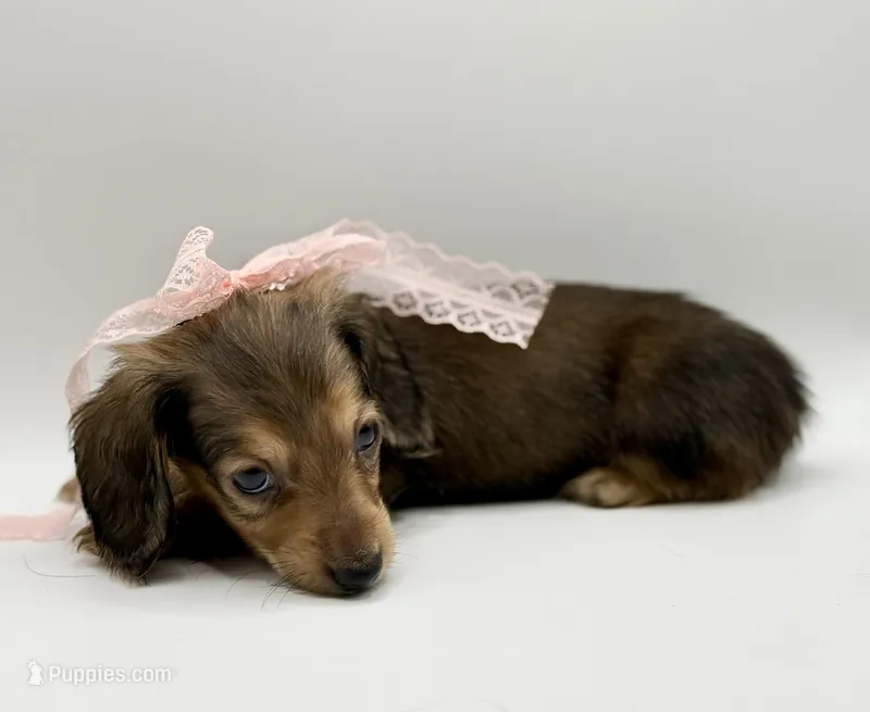 Lady Yellow AKC – Miniature Dachshund puppy for sale in Bartlesville, OK