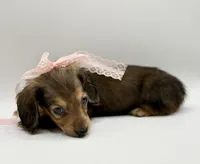 Lady Yellow AKC, a female Miniature Dachshund for sale in Bartlesville, OK – Photo 2 of 6