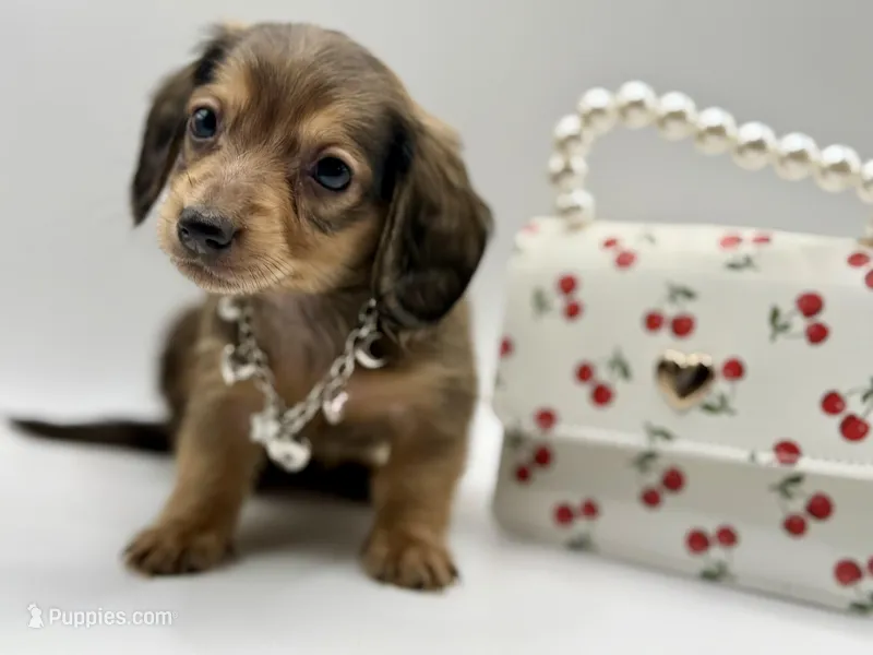 Lady Yellow AKC – Miniature Dachshund puppy for sale in Bartlesville, OK