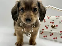 Lady Yellow AKC, a female Miniature Dachshund for sale in Bartlesville, OK – Photo 3 of 3