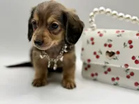 Lady Yellow AKC, a female Miniature Dachshund for sale in Bartlesville, OK – Photo 2 of 3