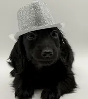Green Boy AKC, a male Miniature Dachshund for sale in Bartlesville, OK – 4 of 8