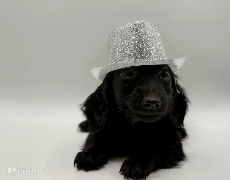 Green Boy AKC – Miniature Dachshund puppy for sale in Bartlesville, OK