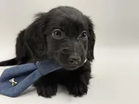 Green Boy AKC, a male Miniature Dachshund for sale in Bartlesville, OK – Photo 3 of 3