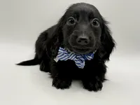 Green Boy AKC, a male Miniature Dachshund for sale in Bartlesville, OK – 5 of 8