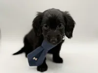 Green Boy AKC, a male Miniature Dachshund for sale in Bartlesville, OK – Photo 2 of 3